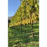 Tramonti: Tenuta San Francesco Wine Tasting - The Practicalities