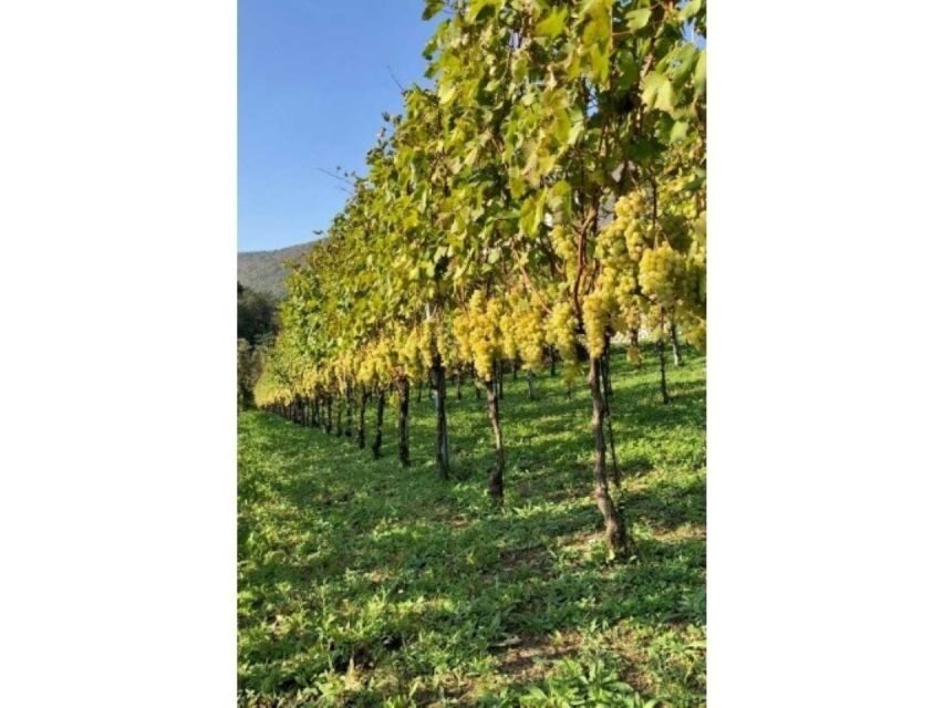 Tramonti: Tenuta San Francesco Wine Tasting - The Practicalities