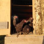 Trancoso: Farm eco-Tour with Tasting - Practical Details and Tips