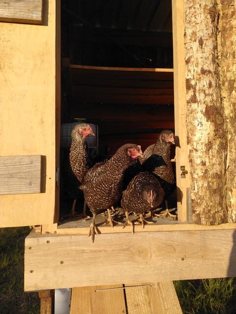 Trancoso: Farm eco-Tour with Tasting - Practical Details and Tips