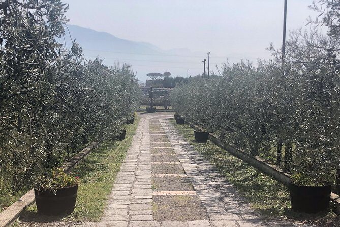 Transfer from Civitavecchia to Sorrento - Is This Transfer Right for You?