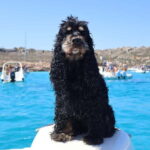 Trapani: favignana and levanzo boat tour - What Makes This Tour Stand Out?