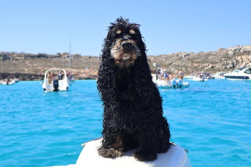 Trapani: favignana and levanzo boat tour - What Makes This Tour Stand Out?