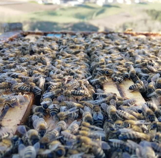 Trentino Agriconda: The adventure of the queen bee. We will explore the beehives. - What Makes This Tour Special?