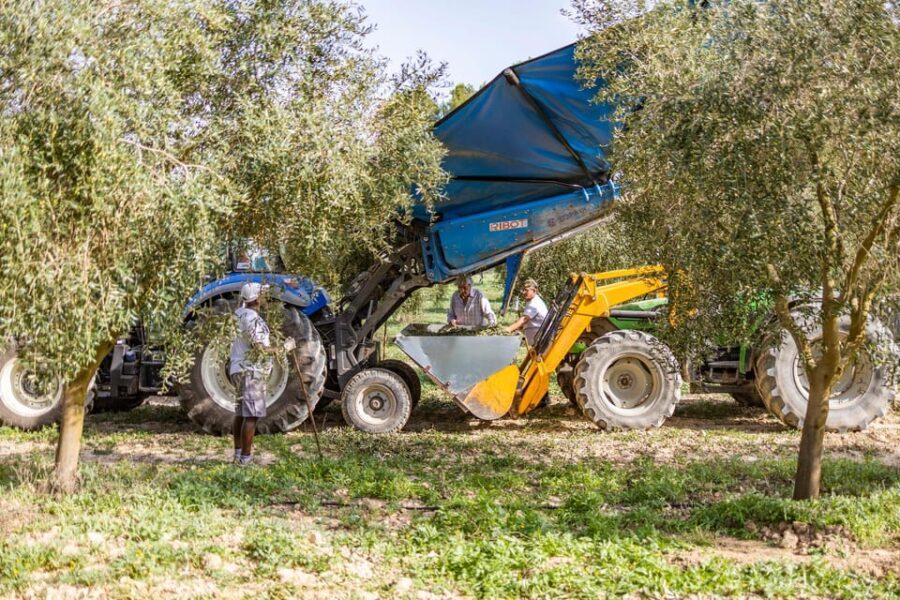 Treurer: Mediterranean barbecue Night - Who Is This Tour Best For?