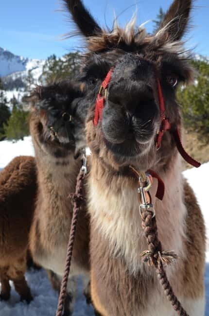 Triesenberg: Llama hike with a delicious BBQ in the middle of the forest - What’s the Real Value?