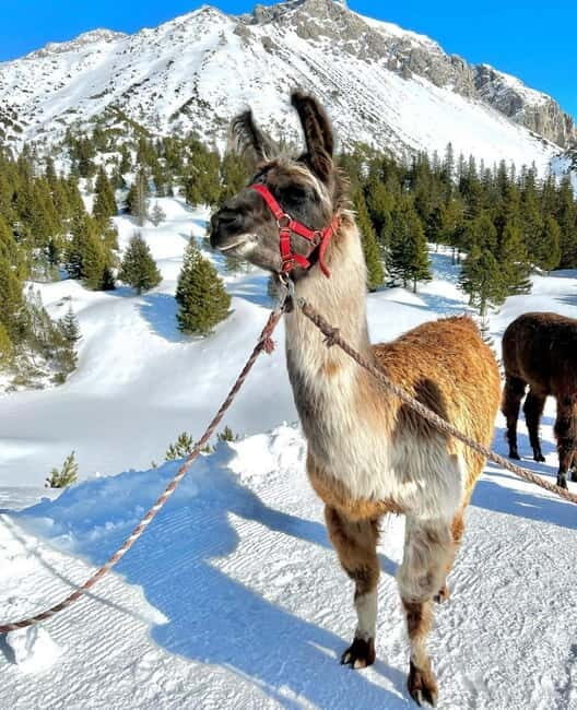 Triesenberg: Private hike with our llamas - Why This Experience Matters