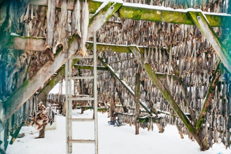 Tromsø: Arctic Fjord Cruise With Stop On Land At Fish Racks - The Itinerary: What to Expect