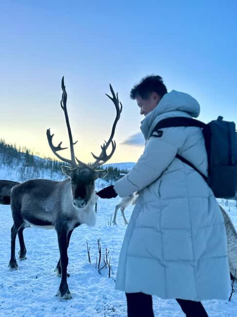 Tromsø: Arctic fjord sightseeing, Reindeer feeding and lunch - The Experience in Detail