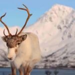 Tromsø: Arctic Fjord Tour, Feed Reindeer, Sami Camp & Museum - A Detailed Look at the Tromsø Arctic Fjord Tour