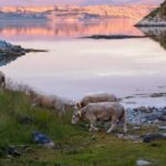 Tromsø: Exclusive Fjord Adventure by Bus - Frequently Asked Questions