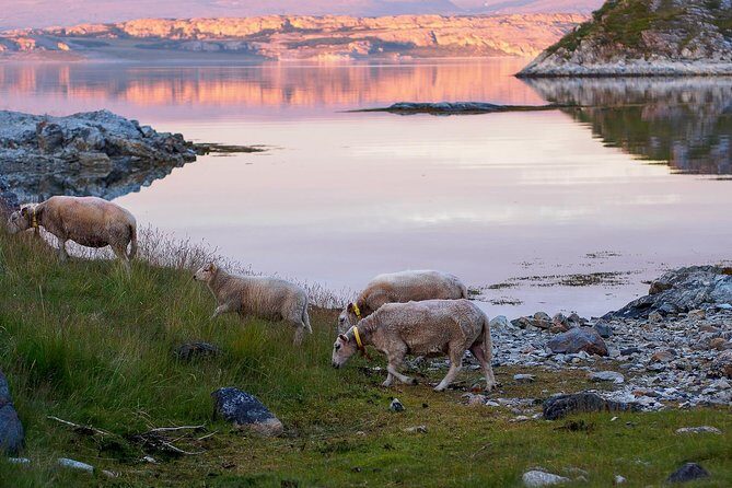 Tromsø: Exclusive Fjord Adventure by Bus - Frequently Asked Questions