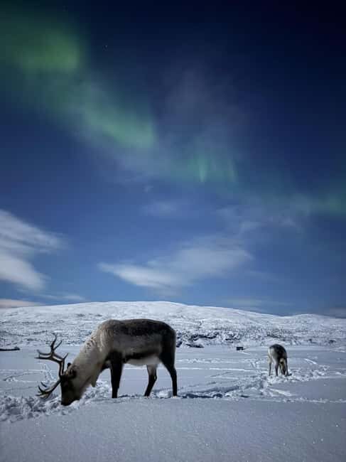 Tromsø: Exclusive Sámi Reindeer Experience with herders - Who Should Consider This Tour?