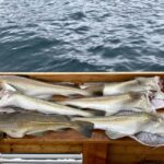 Tromsø: Fishing & Fjord Cruise - The Itinerary: What to Expect