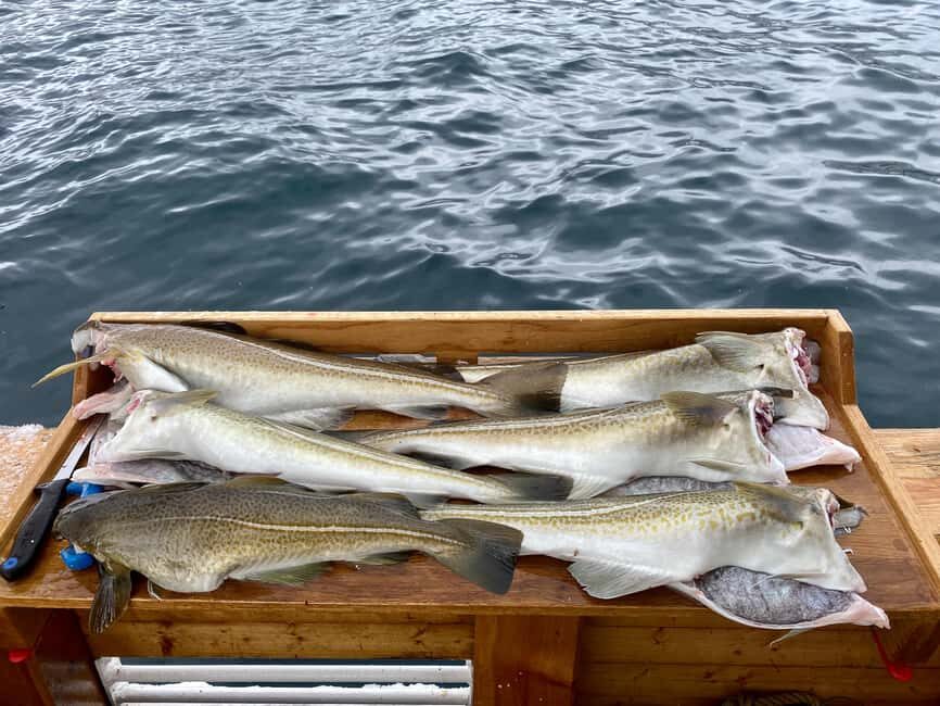 Tromsø: Fishing & Fjord Cruise - The Itinerary: What to Expect