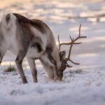 Tromsø: Fjords Tour - What Travelers Are Saying