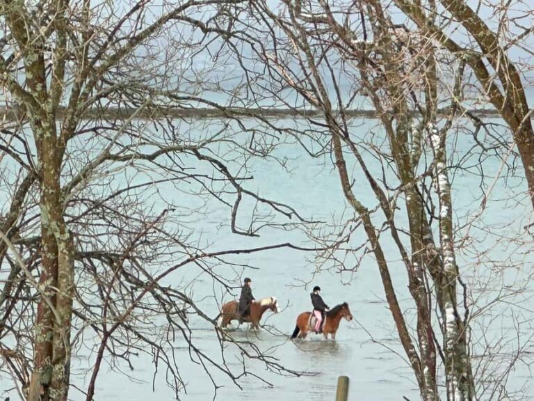 Tromsø: Horseback Riding Tour vinter/summer - What the Tour Includes & Practical Details