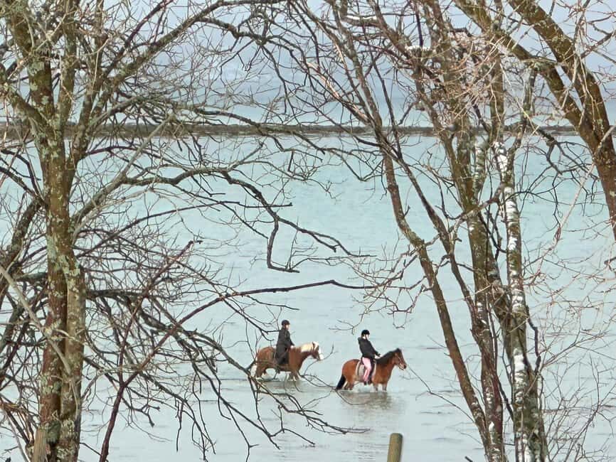 Tromsø: Horseback Riding Tour vinter/summer - What the Tour Includes & Practical Details