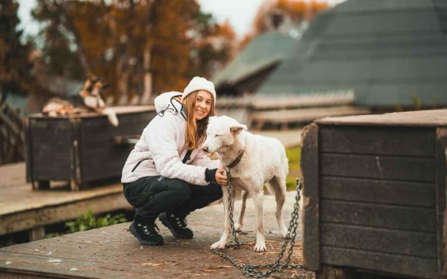 Tromsø: Husky Meet and Greet with Homemade Chocolate Cake - The Cost and What You’re Getting