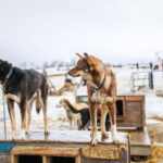 Tromsø: Husky Sled Self-Drive with Traditional Lunch - The Real Value of This Tour