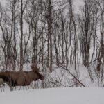 Tromsø: Kvaløya & Sommarøy Guided Tour - Breaking Down the Itinerary