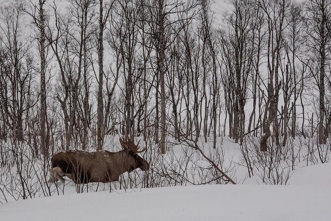Tromsø: Kvaløya & Sommarøy Guided Tour - Breaking Down the Itinerary