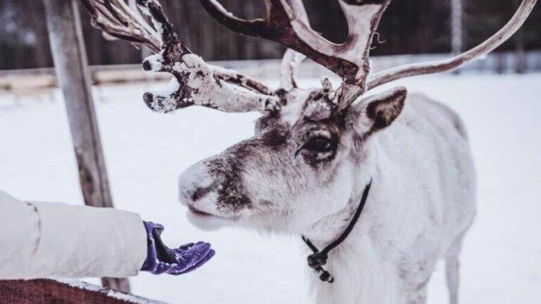 Tromsø: Northern Lights, Reindeer Feeding, Sami Camp, Museum - Who Will Love This Tour?