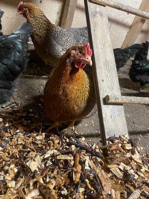 Tromsø: Norwegian farmvisit with guide - The Detailed Itinerary Breakdown