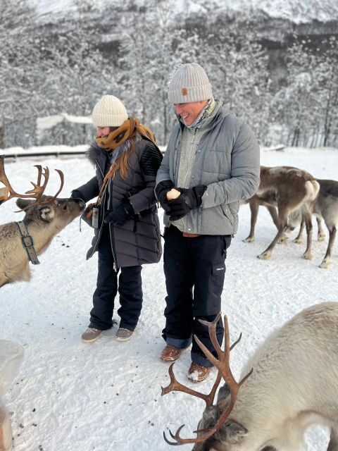 Tromsø: Reindeer Experience at a Sami Camp - What to Expect from This Reindeer Experience