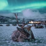 Tromsø: Reindeer Feeding with Chance of Northern Lights - Sami Culture & Storytelling