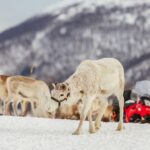 Tromsø: Reindeer Sledding & Feeding with a Sami Guide - Reindeer Sledding: A Slow, Magical Ride