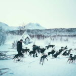 Tromsø: Self-Drive Husky Dog Sledding Adventure - What Travelers Say