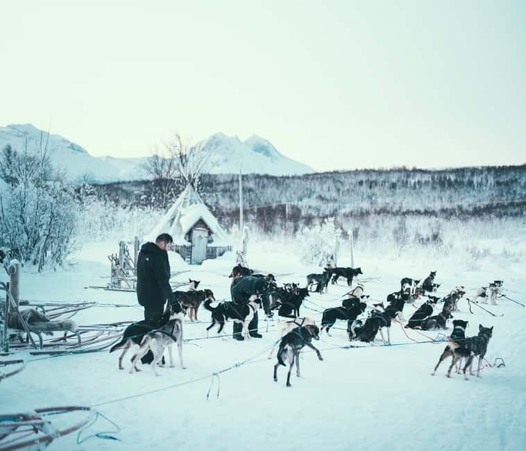 Tromsø: Self-Drive Husky Dog Sledding Adventure - What Travelers Say