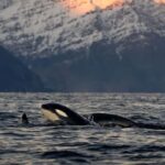 Tromsø: Skjervøy Pilothouse Boat Whale Watching Tour - An Honest Look at the Whale Watching Experience