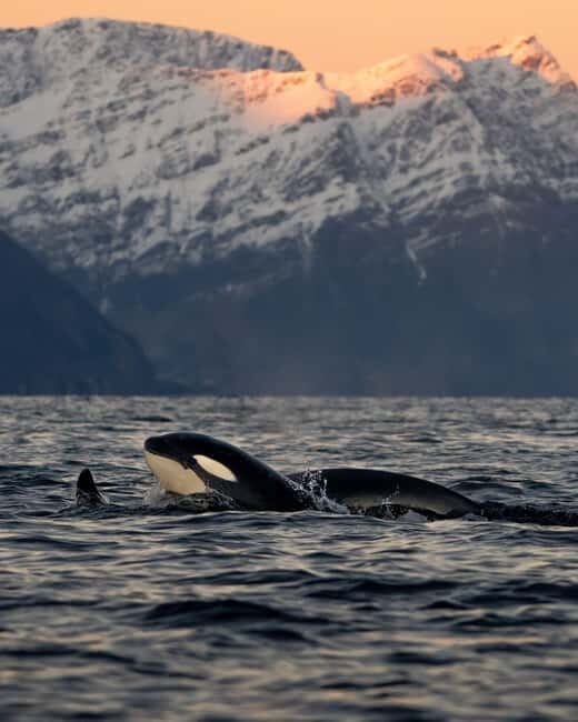 Tromsø: Skjervøy Pilothouse Boat Whale Watching Tour - An Honest Look at the Whale Watching Experience