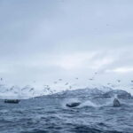 Tromsø: Skjervøy RIB Whale Watching Tour - The Value of this Experience
