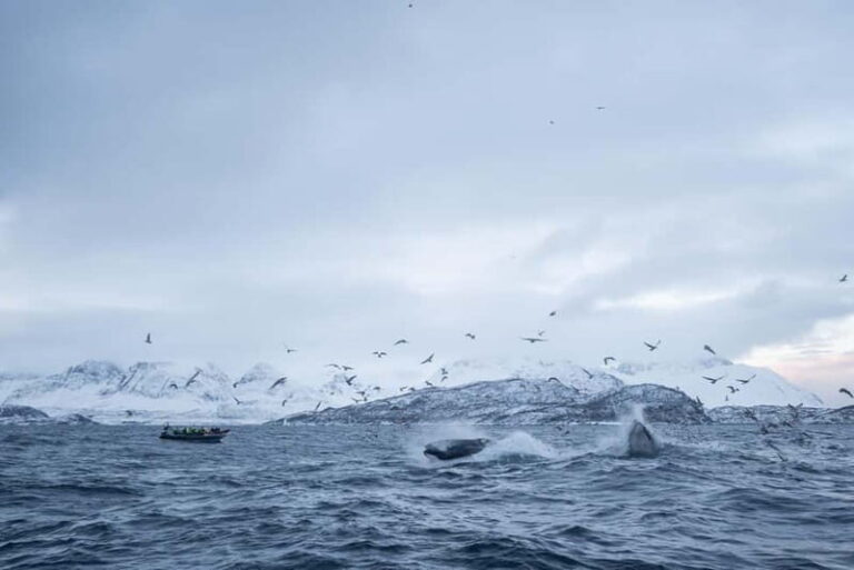 Tromsø: Skjervøy RIB Whale Watching Tour - The Value of this Experience