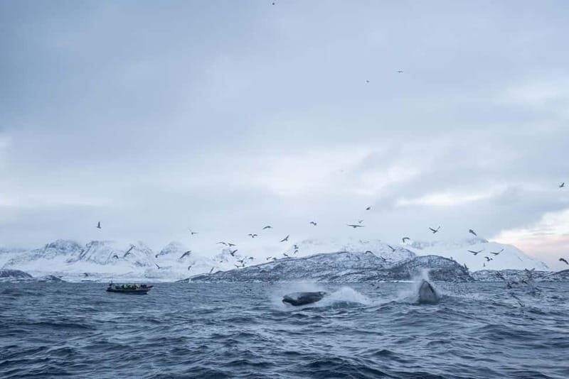 Tromsø: Skjervøy RIB Whale Watching Tour - The Value of this Experience
