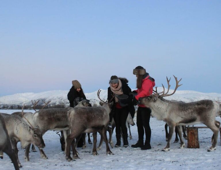 Tromsø: Snowshoeing with Reindeer - Key Points