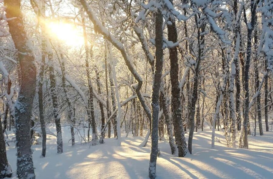 Tromsø Street to Wilderness: Guided Snowshoe Hike - Authentic Feedback from Travelers