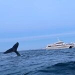 Tromsø Whale Safari with MS Gabriele - Final Thoughts