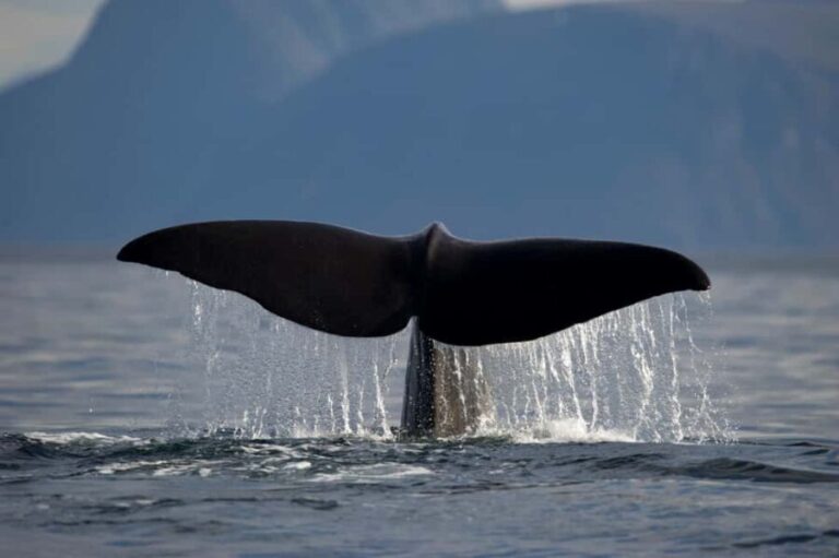 Tromsø: Whale watching on a traditional sail boat - The Experience in Context