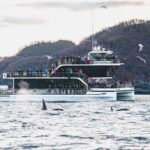 Tromsø: Whale Watching Tour by Hybrid-Electric Boat - Reaching the Whale Feeding Grounds