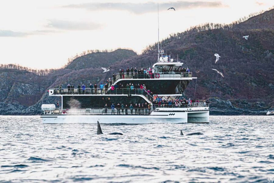 Tromsø: Whale Watching Tour by Hybrid-Electric Boat - Reaching the Whale Feeding Grounds