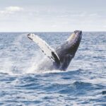 Tromsø: Whale Watching VIP Boat Tour with Lunch - The Boat: Comfort in the Arctic
