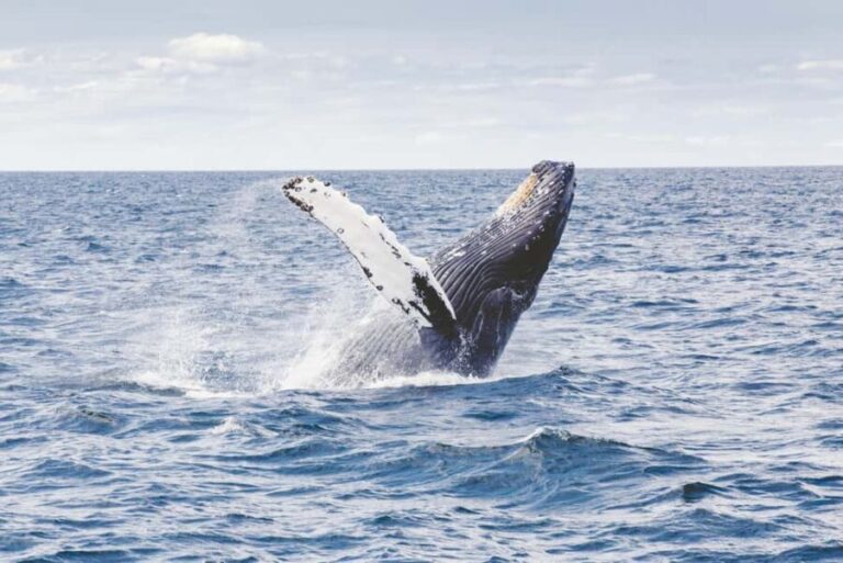 Tromsø: Whale Watching VIP Boat Tour with Lunch - The Boat: Comfort in the Arctic