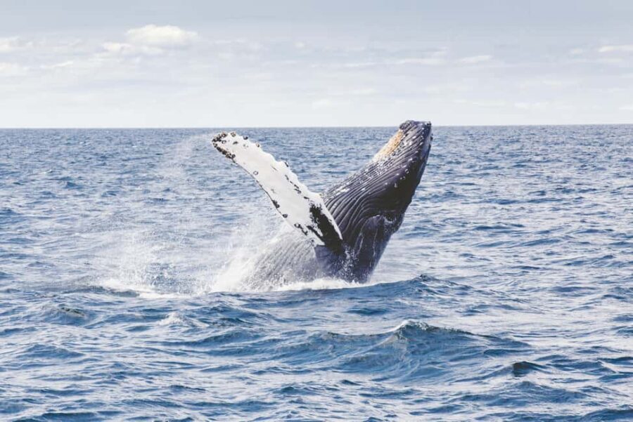 Tromsø: Whale Watching VIP Boat Tour with Lunch - The Boat: Comfort in the Arctic