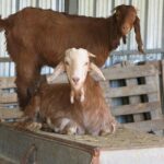 Troodos Mountains Halloumi Making: All Inclusive Workshop & Tour - Who Will Enjoy This Tour?