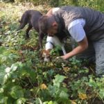 Truffle hunting adventure - Practical Details and What to Expect