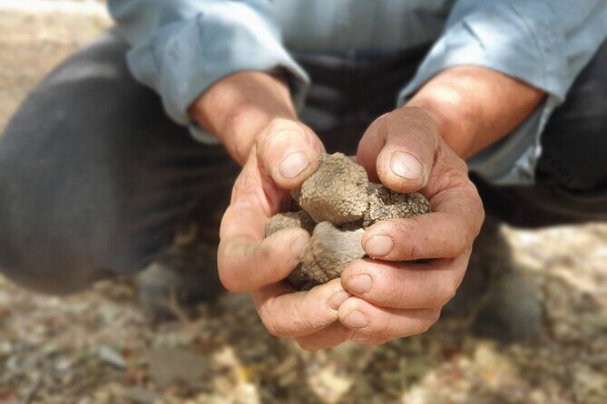 Truffle Hunting, Culinary & Wine Celebration from Elounda - A Deep Dive into the Experience